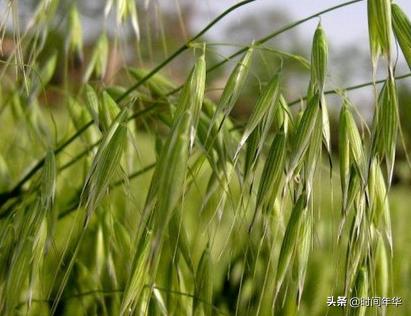 节节麦用什么除草剂，小麦地野麦子用什么除草剂效果好