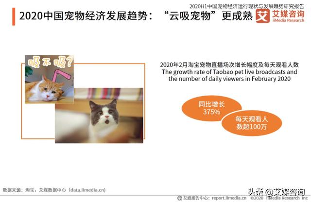 中国松狮行业的发展:宠物行业未来的发展方向在哪里？