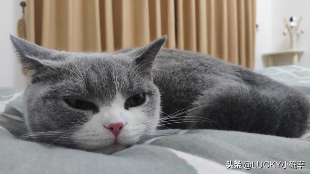 学知猫购买:有在网上买宠物的吗？怎么样？