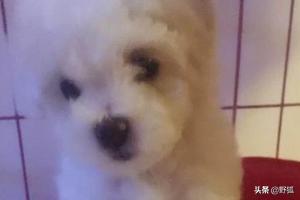 狗狗鼻子干怎么回事:泰迪犬鼻子干是怎么回事？