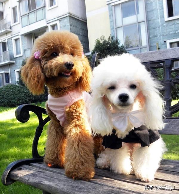 头条问答 四个月的比格犬一天大便几次正常 5个回答