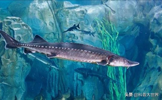 野生鲟鱼是保护动物吗，长江鲟与中华鲟是一种鱼吗