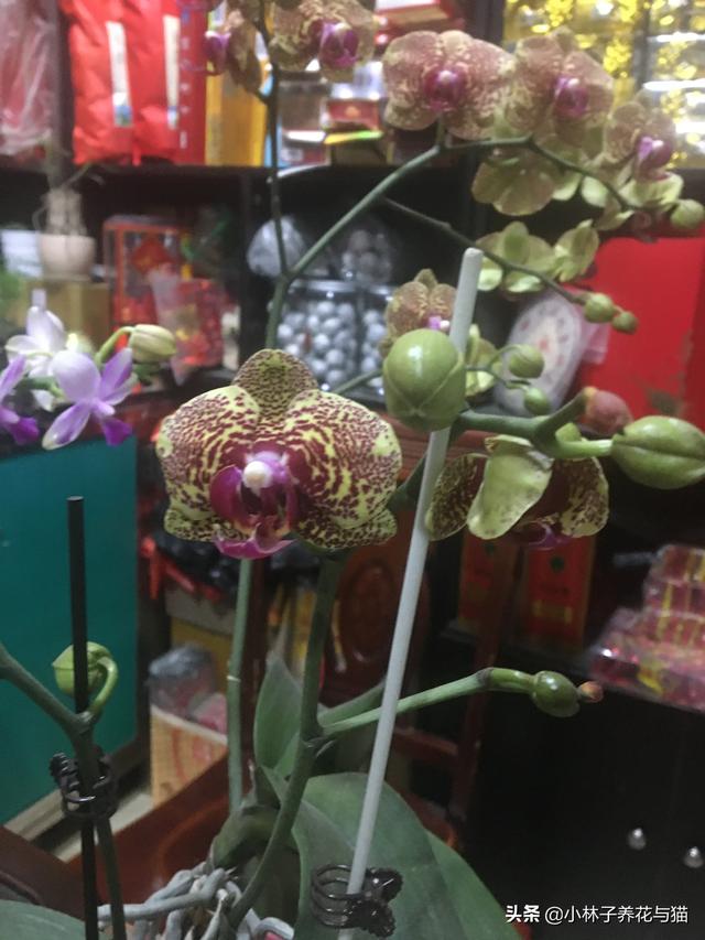 头条问答 蝴蝶兰快开花时 是不是把最顶端的掐掉花会开得更好 6个回答