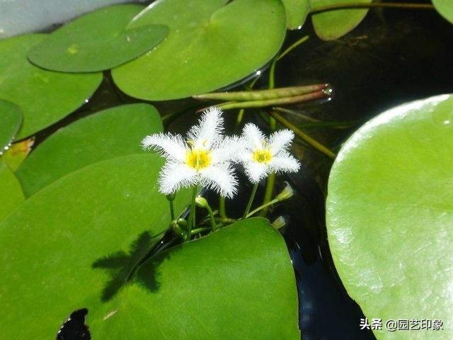 夏天适合什么微信名最好:大家知道什么植物适合在南方夏天种植的吗