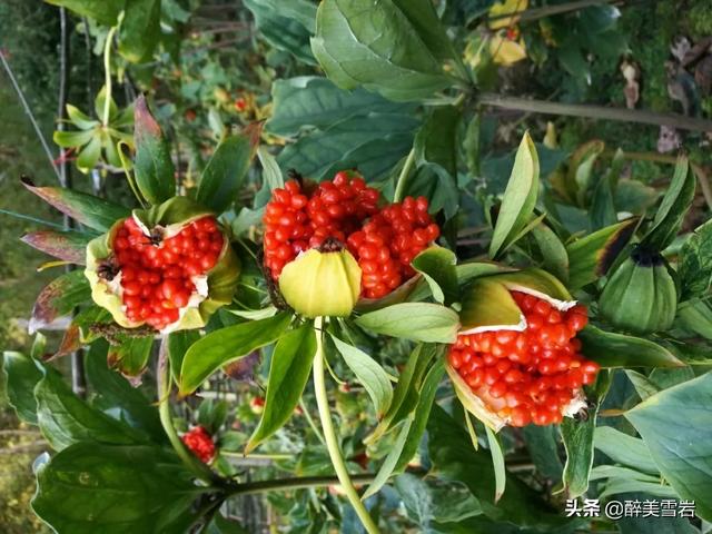 重楼怎么种植(重楼怎么种植才好)