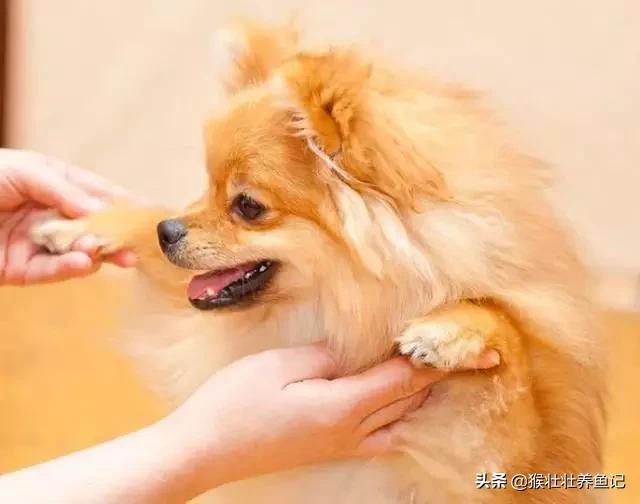 博美狗狗:新手如何饲养一只博美犬？