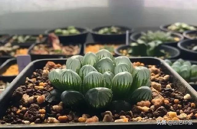条纹十二卷:为什么多肉12卷发根慢呢？