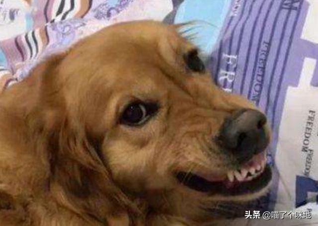 狗狗向前冲:有没有好的英语启蒙的方法或者教材？ 狗狗向前冲 东方卫视