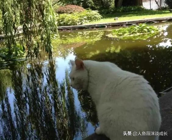 微博愤怒的猫咪:如何判断猫咪的表现是在咬你，还是在和你玩？