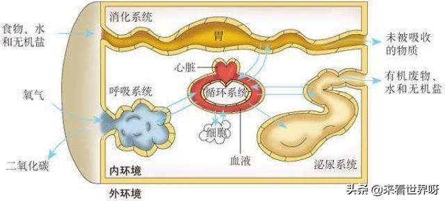 突然死亡 无非由:综合来看，导致人类死亡的原因有哪些？