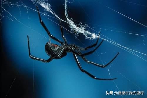 黑寡妇蜘蛛有多危险，中国常见毒蜘蛛有没有致命的？
