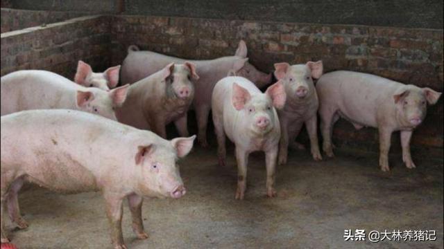 我家250斤猪昨天42度,打了退烧针,今早40度还要打吗？