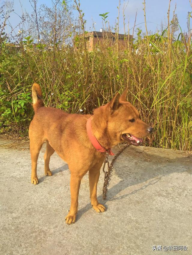 广西土猎犬的战斗力怎么样