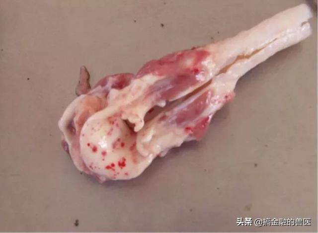 动物疫情测报终端:小猪发热死了去找人解剖说是猪瘟还有心肌炎怎么办？