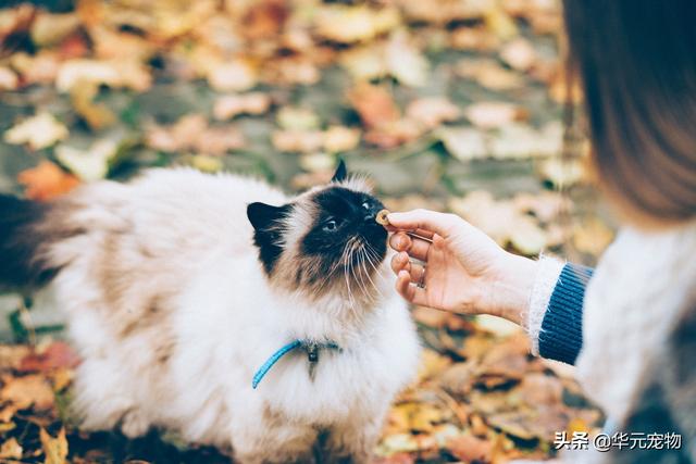 萌猫:猫咪是怎么知道主人在家和不在家的？ 萌猫图片