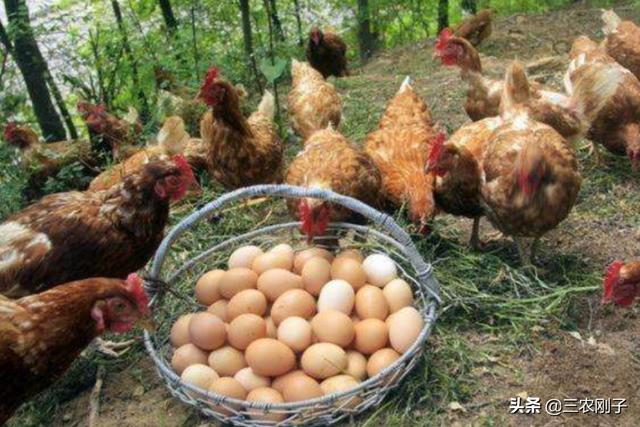 哪种蛋类营养更好，鹌鹑蛋要比鸡蛋更有营养价值吗