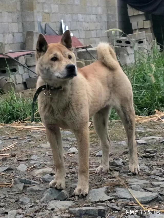 中华田园犬为什么禁养:如何看待安徽合肥拟禁养中华田园犬等将近40种犬种？