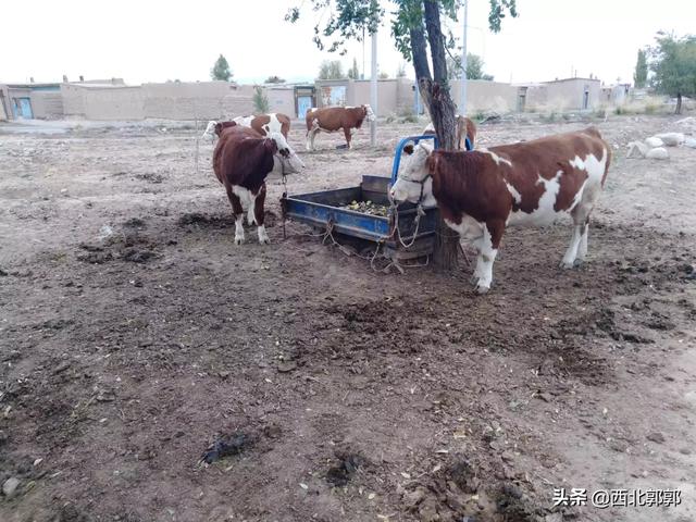 奶牛场兽医招聘(大理奶牛场招聘兽医)