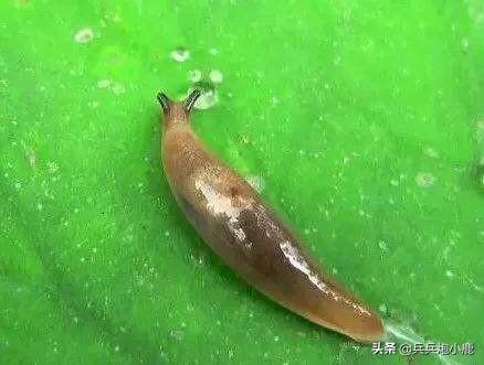 养殖蜈蚣:自己是养殖蜈蚣的，在蜈蚣冬眠时，哪几种保湿措施比较好？