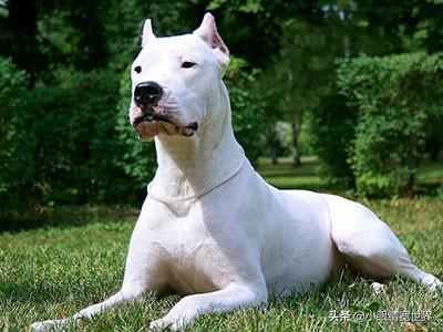 阿根廷杜高犬性格介绍:杜高犬和罗威纳搏斗，谁的胜算更大一些？ 阿根廷杜高犬图片