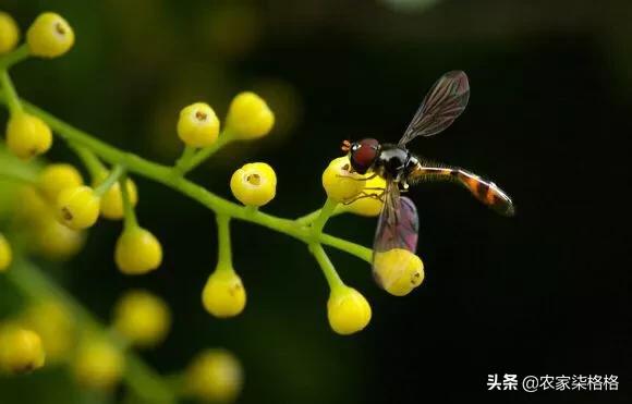 米兰花图片:米兰花叶子上有黑斑是怎么回事？