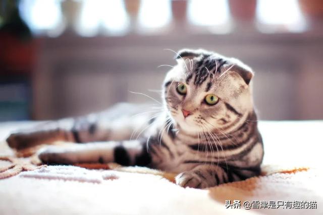 猫包网 购物:新手买到猫之后需要注意什么？要做一些什么？