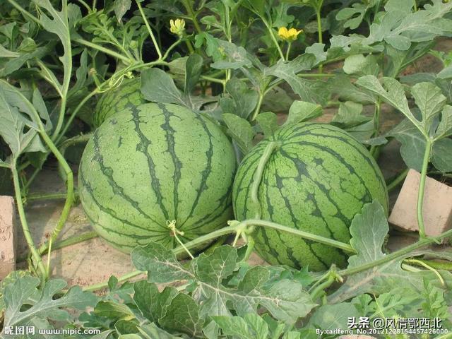 瓜叶菊的种子如何播:西瓜种子，如何催芽发芽率高？