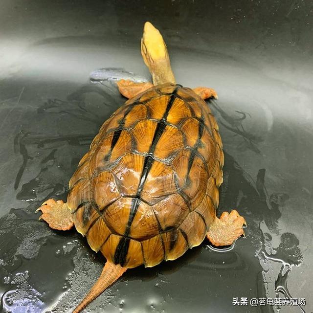 怎样养殖金钱龟稚龟:金钱龟怎么养？有几个品种？