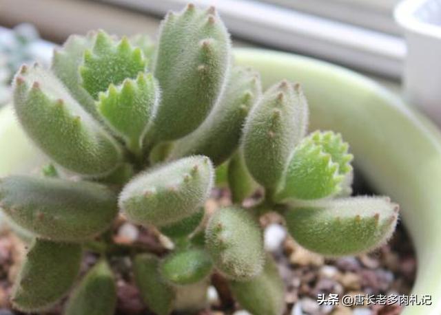 熊童子叶片能叶插吗:多肉植物熊童子的叶片脏了怎么清理？