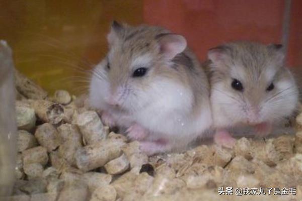 三线仓鼠野生色特征:养三线仓鼠前要买哪些仓鼠用品？