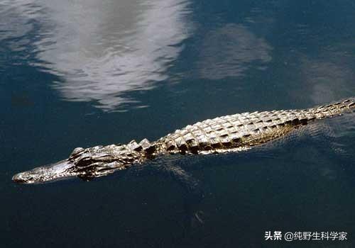 鳄鱼的“铠甲”防御力到底有多强?能不能完全挡住大猫的爪牙攻击？