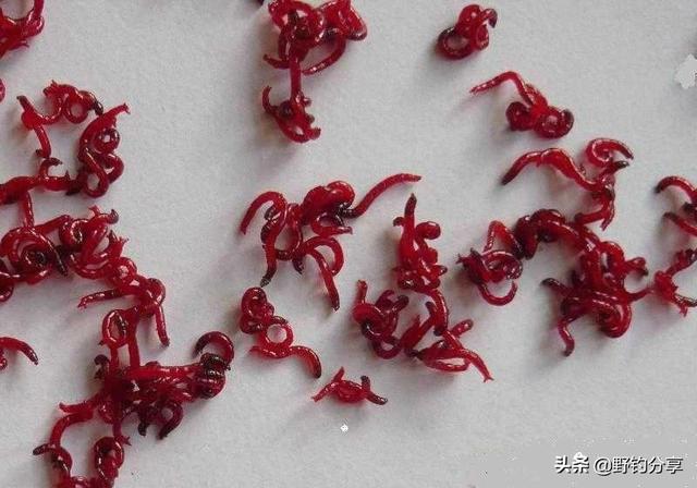 红线虫的危害:红线虫的危害 螃蟹 红虫有毒吗？红虫钓的鱼，能吃吗？