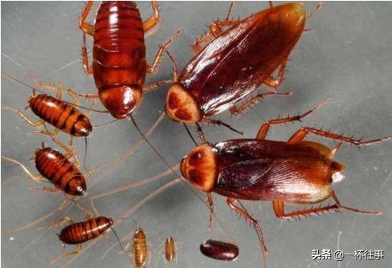 蟑螂繁殖速度有多快:蟑螂在食物链中吗？它可以无限繁殖吗？有没有管用的灭蟑螂方法？