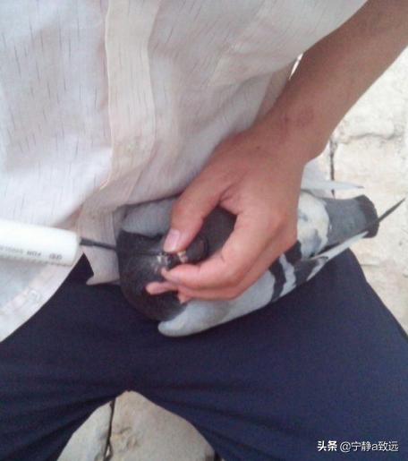 鸽子嗉囊炎该如何防治？插图11