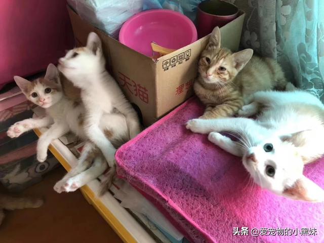 猫咪肾衰的原因:猫咪会因为不开心尿频吗？猫咪尿频是什么原因？