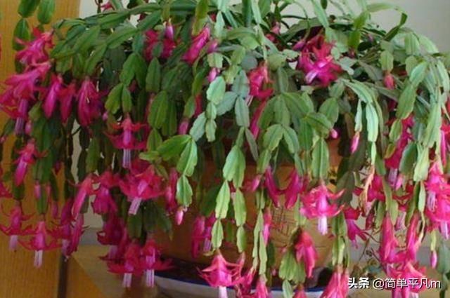 嫁接的假昙花好还是原生:叶仙嫁接蟹爪兰有休眠期吗？