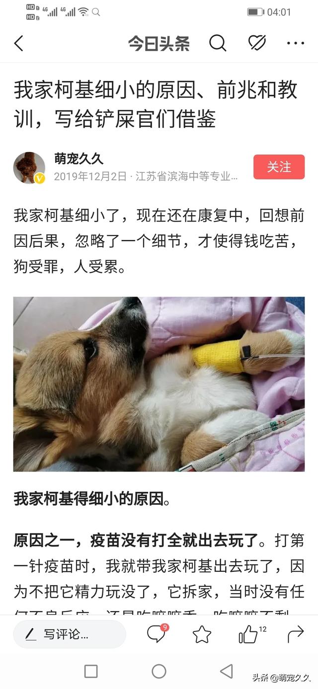 狗的细小潜伏期多久:宠物狗得了细小之后多久可以正常进食？