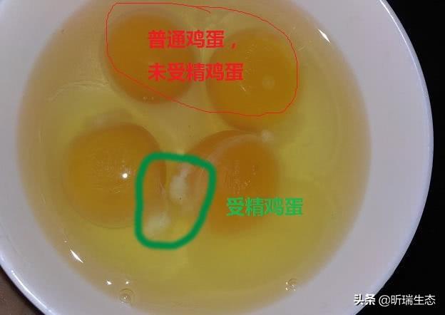 云朵真正的老公是谁:刀郎和那英的唱功谁更胜一筹，谁的音乐更深入人心为什么