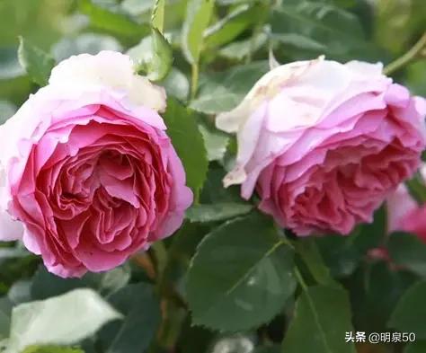 启东游行:能不能推荐一种勤花多季、有香味的爬藤月季