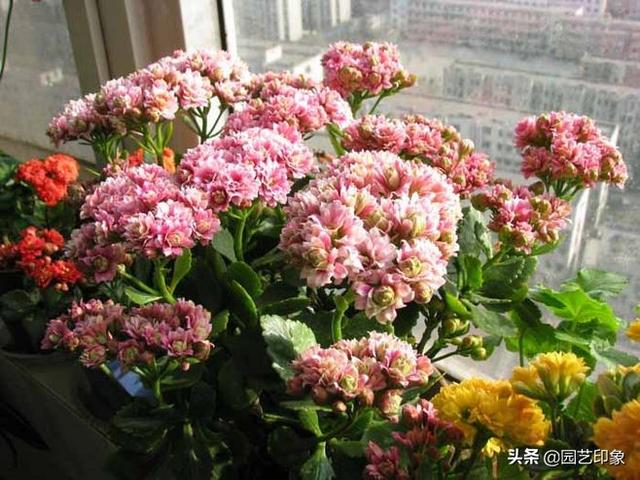 金不换植物:被老农称为“金不换”的植物，到底有什么神奇之处？