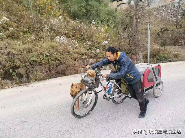 那种狗找山龟最好:旅游路上有条什么样的小狗陪伴合适？