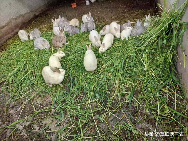 教你如何饲养宠物兔:你喜欢养小白兔吗？白兔怎么养？