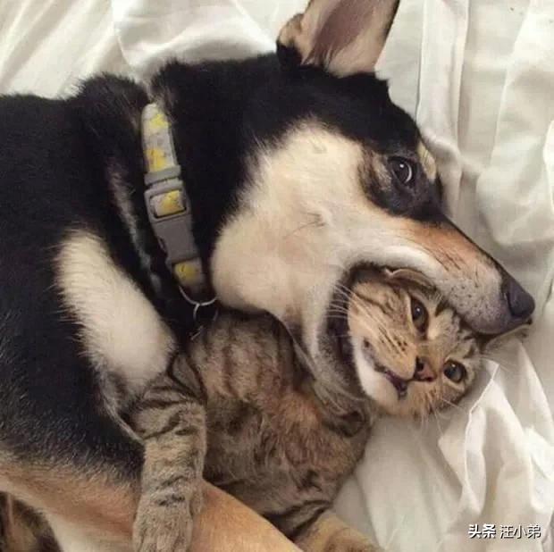 蹭课猫:养猫又养狗，狗会刨猫粑粑吃怎么办？