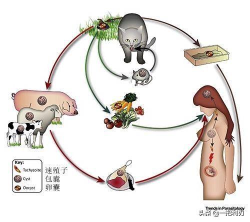 血吸虫的终宿主是:如何确定病毒自然宿主、中间宿主和终宿主？