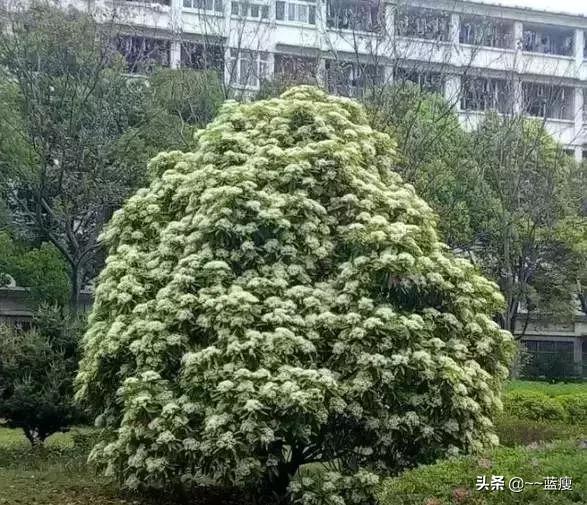 石楠和石楠花:你拍过的石楠花什么样，有蜜蜂吗？