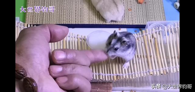 可爱的奇异宠物:宠物的哪个瞬间让你感觉很可爱？