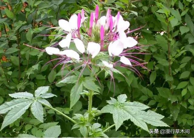 头条问答 农村种植白花菜 要注意什么 14个回答