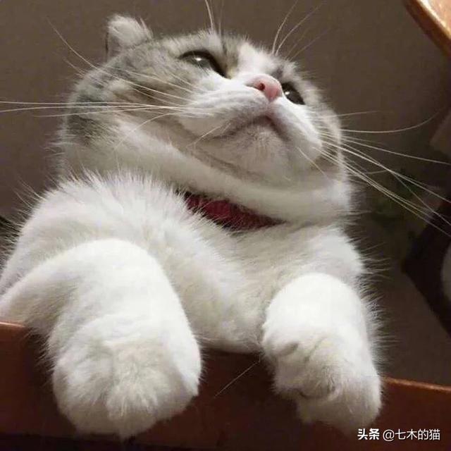 猫咪绝育惊呆了:猫咪为什么要绝育，绝育后会有什么变化？ 猫咪做绝育手术要多少钱