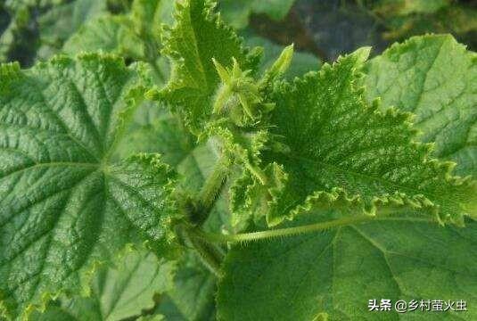 绝育黄瓜安全事情:结扎对身体有害？宝妈你怎么看？