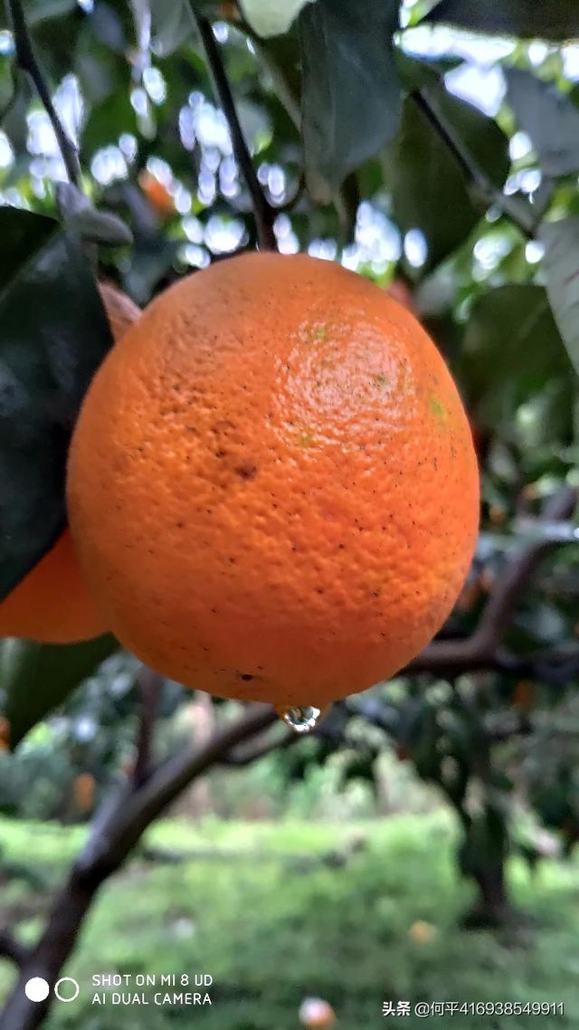 诗词摄影：“一年好景君须记，最是橙黄橘绿时”的意境如何拍摄？:最是橙黄橘绿时的上一句是什么 第1张